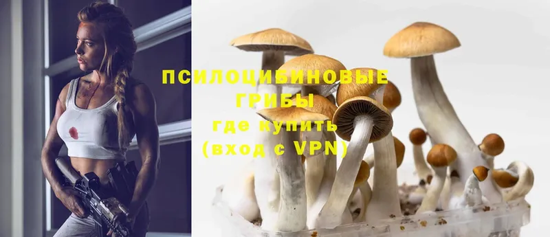 blacksprut ссылка  Полевской  Галлюциногенные грибы Psilocybe 