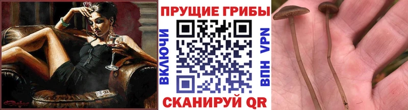 Галлюциногенные грибы прущие грибы  закладка  Полевской 